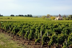 vignes